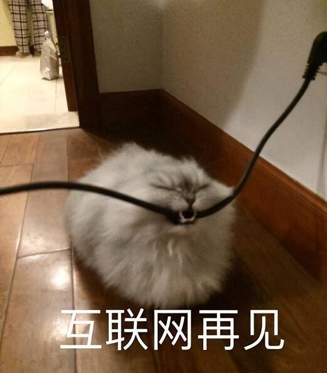 小猫表情包(小猫表情包沙雕)