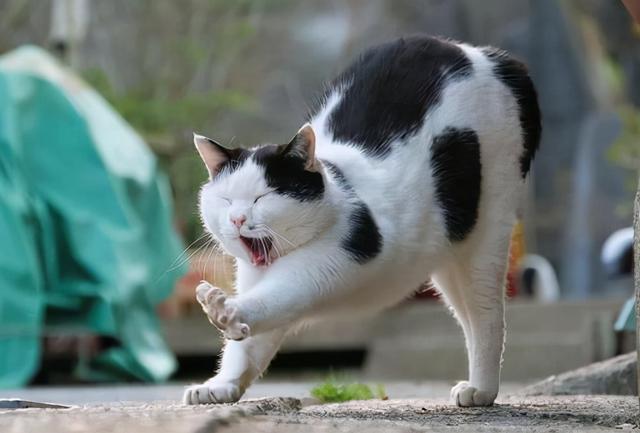 猫咪发烧最明显的症状是什么(猫咪发烧都有哪些症状)