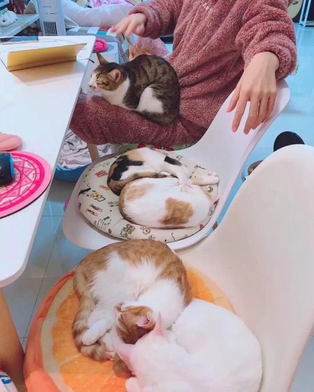 猫咪怎么驱虫(给猫咪体内驱虫的正确方法)