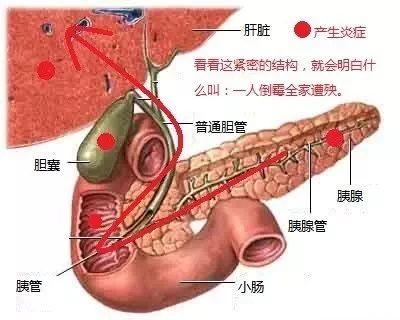 猫肝脏受损能自愈吗(猫肝肾损伤可以恢复吗)