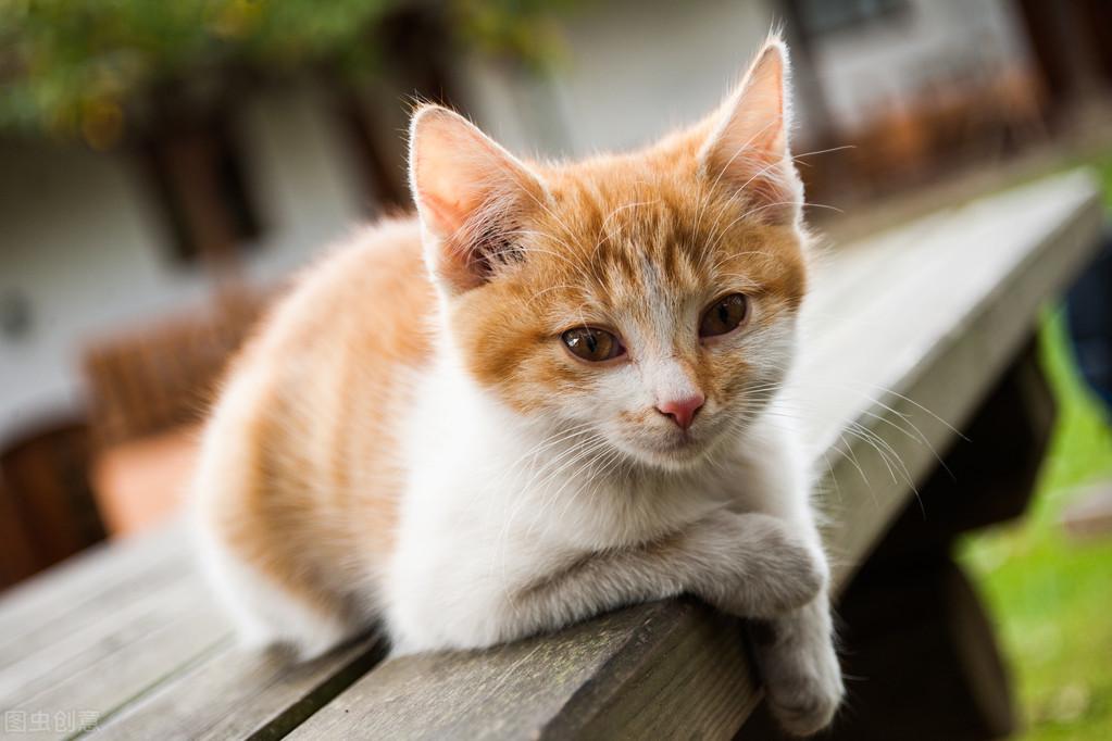 猫拉肚子会自愈吗(猫拉肚子吃什么药)