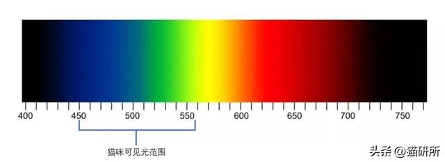 猫眼中的世界和人类一样吗(猫眼里的世界是怎么样的)