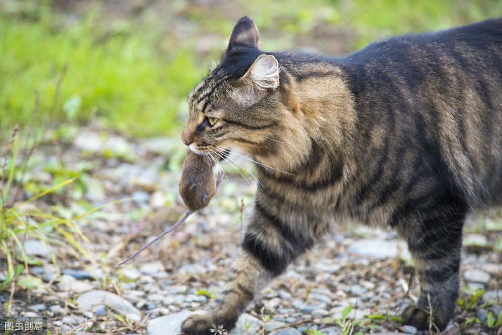 宠物猫会捉老鼠吗(宠物猫会不会捉老鼠)