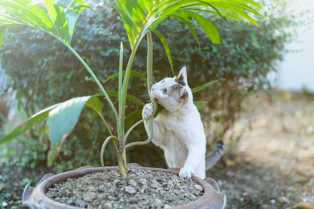 猫怕蛇吗(蛇怕宠物猫吗)