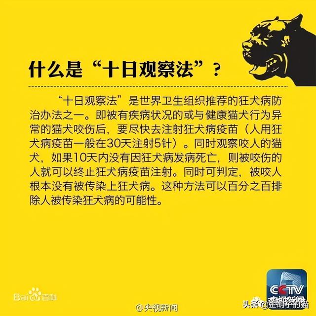 被猫抓伤得狂犬病的几率(被猫抓伤得狂犬病的几率有多大)