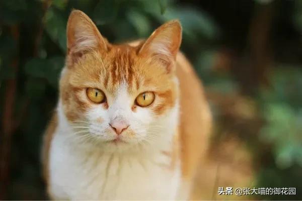 猫咪狂犬疫苗多久打一次(猫咪狂犬疫苗需要打几针)