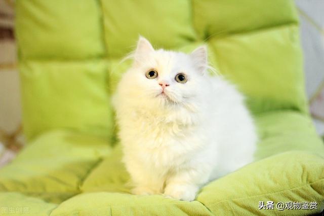 拿破仑猫属于什么品种(拿破仑猫图片)