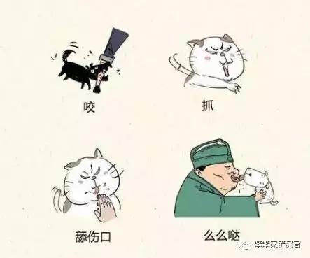 猫得了狂犬病能活多久(如果猫得了狂犬病能活多久)