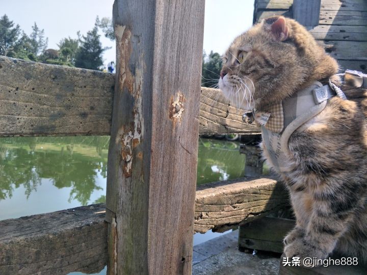 一只猫能可爱到什么程度？