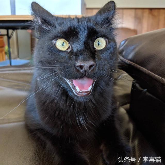 猫吐舌头像狗一样喘气(猫吐舌头急促呼吸)