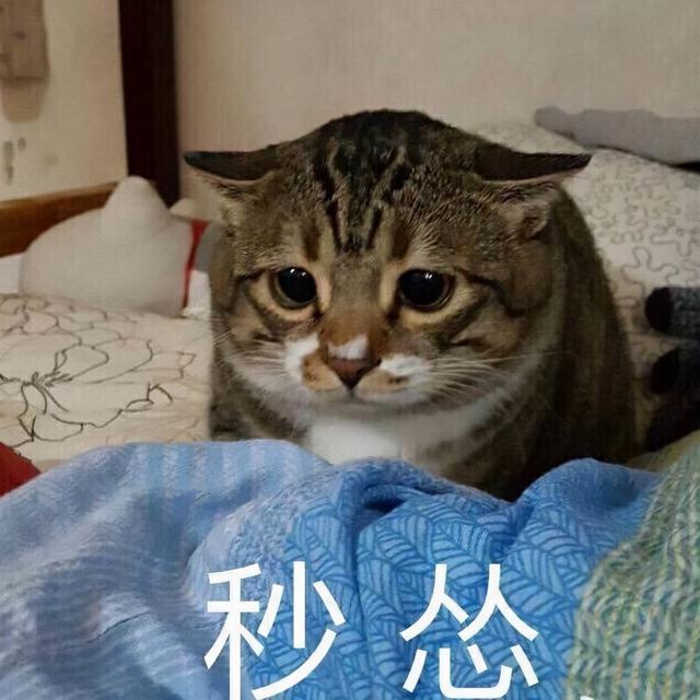 猫咪对主人有感情吗(猫咪对主人的感情到底是怎样的)