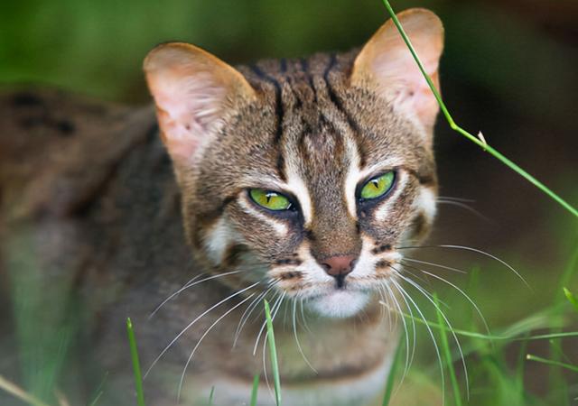 猫尾巴下垂代表什么(猫尾巴下垂代表什么意思)