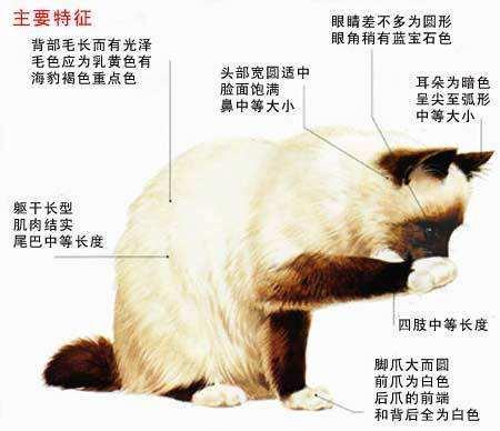 伯曼猫好养吗(伯曼猫好养活吗)