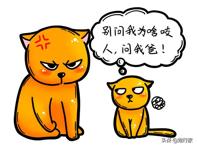 猫被咬伤了怎么处理伤口(猫被咬伤了怎么处理伤口用什么药)