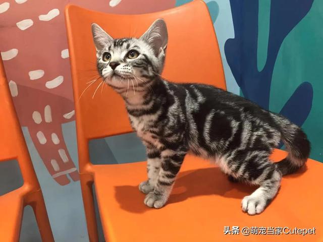 猫多久断奶?小奶猫多久断奶