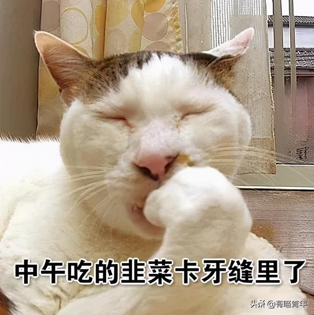 世界上最丑的猫长什么样(世界上最丑的猫图片)