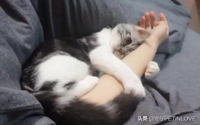 猫咪对主人有没有感情(猫咪对主人有感情吗)