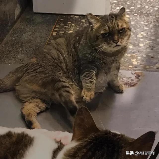 世界上最丑的猫长什么样(世界上最丑的猫图片)