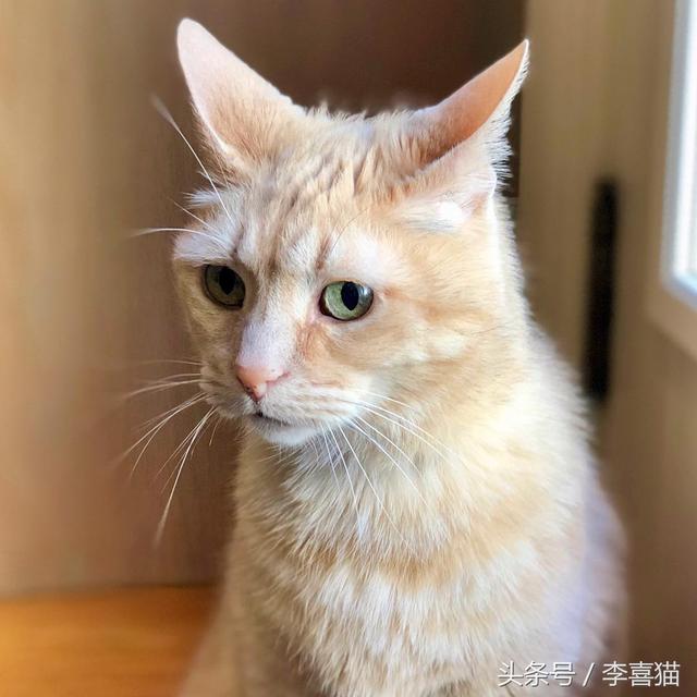 猫咪飞机耳是什么意思(猫咪飞机耳是啥意思)