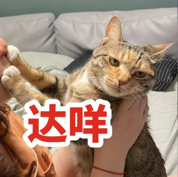 猫咪可以吃奶油吗(猫咪不能吃奶油吗)