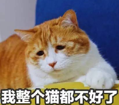 猫咪感冒吃什么药(猫咪感冒吃什么药最好)