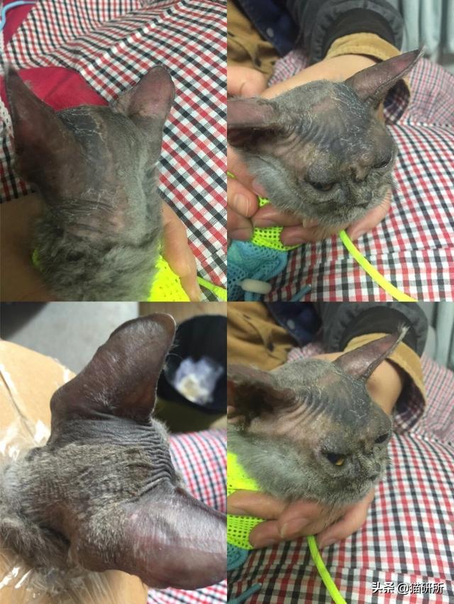 猫咪真菌感染和猫癣有区别吗(猫咪真菌感染和猫癣的区别)