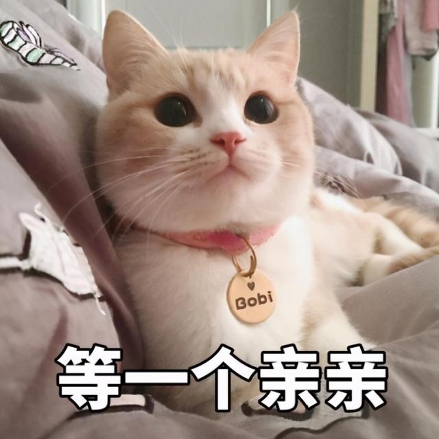 猫舔爪子不会吃细菌么(猫舔爪子会不会有细菌)