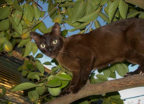 猫偶尔吃一次火腿肠可以吗 猫能吃的20种食物