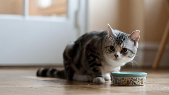 猫饿了三天还不吃猫粮怎么办(猫饿了三天还不吃猫粮怎么办 有什么解决方法)