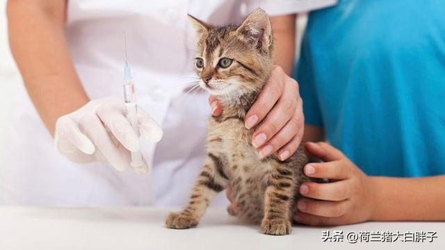 猫疫苗预防哪些病(猫咪疫苗可以预防什么病)