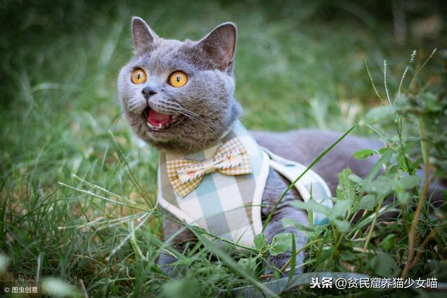 溜猫对猫好吗(溜猫有必要吗)