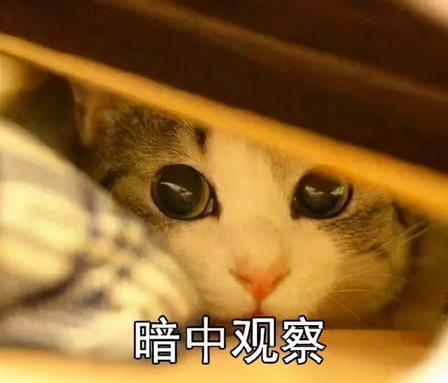 猫咪认错的表现有哪些(猫咪认错的表现是什么)