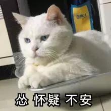 公猫发情时间(公猫一年发几次情啊)