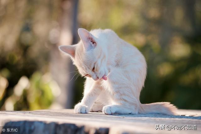 怎么判断是不是猫藓(怎么判断是不是猫藓症状)