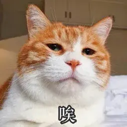 猫的应激反应(猫的应激反应怎样缓解)