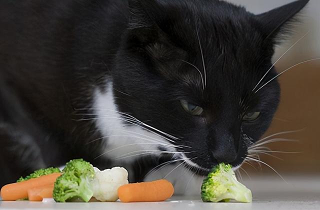 猫喜欢吃什么食物(猫咪吃什么东西)