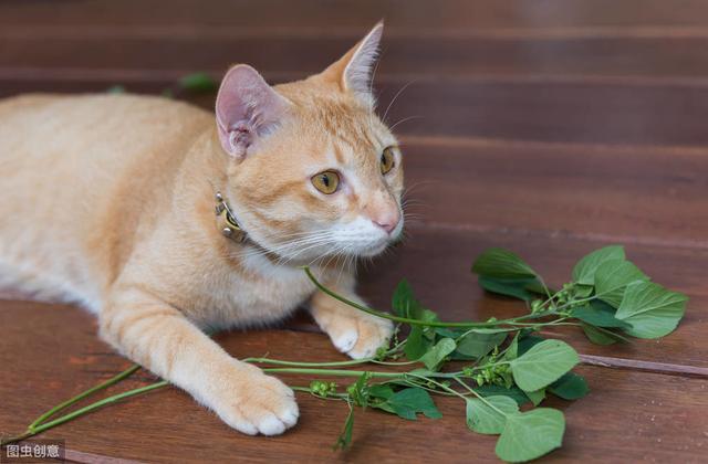 蚊香对猫咪有害吗(蚊香对猫咪有没有伤害)