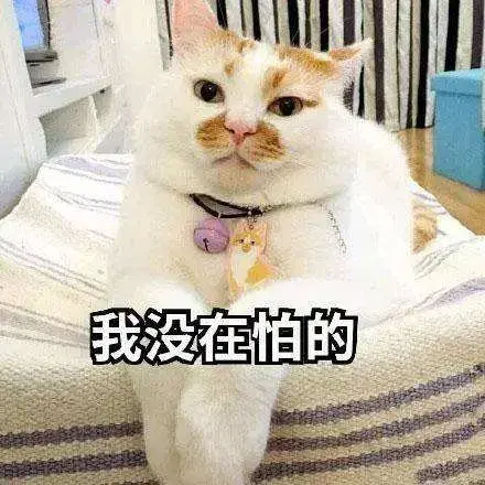 猫的应激反应(猫的应激反应怎样缓解)