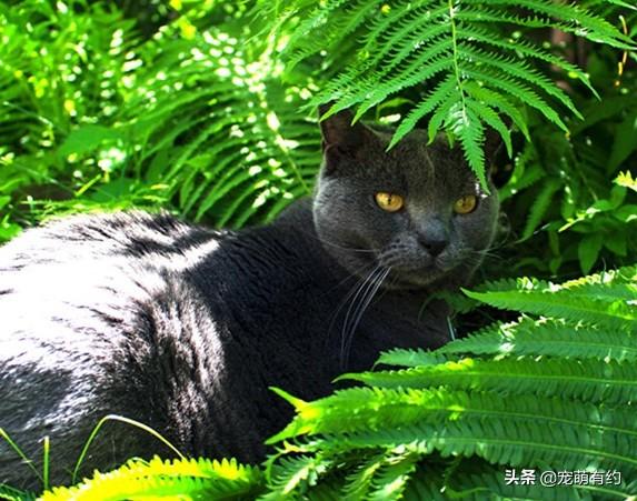 卡特尔猫是什么品种(卡特尔猫图片大全)