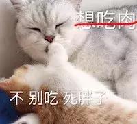 如何让猫咪晚上不闹腾(怎么让猫咪晚上不闹腾)