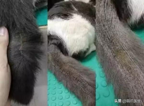 猫毛囊炎怎么治疗(猫毛囊炎怎么引起的)