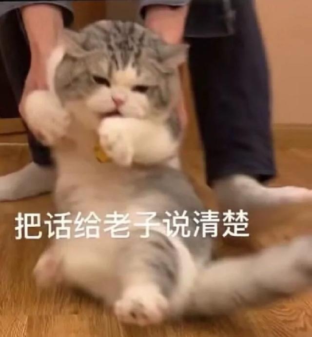 小猫表情包(小猫表情包沙雕)