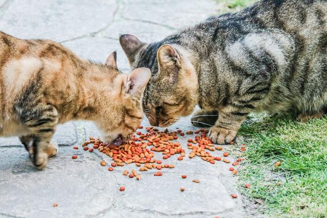 皇家猫粮属于什么档次(皇家猫粮是哪个国家的)