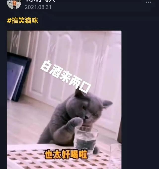 猫咪可以吃奶油吗(猫咪不能吃奶油吗)