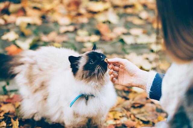 养猫的好处和坏处(养猫对家庭有什么好处)