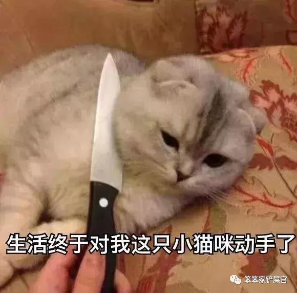 猫得了狂犬病能活多久(如果猫得了狂犬病能活多久)