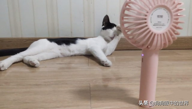 猫怕热吗(猫怕热吗可以接受多少度)