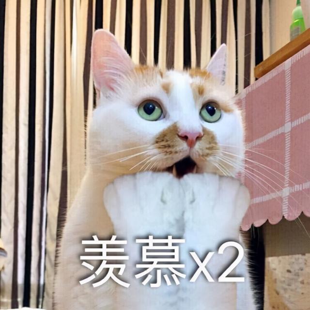 一只猫是怎么认出自己主人的？原来有这些神奇方法