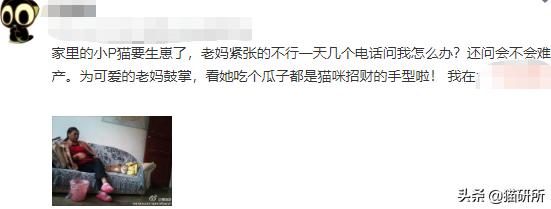 如何判断猫咪是难产?怎么判断猫咪难产