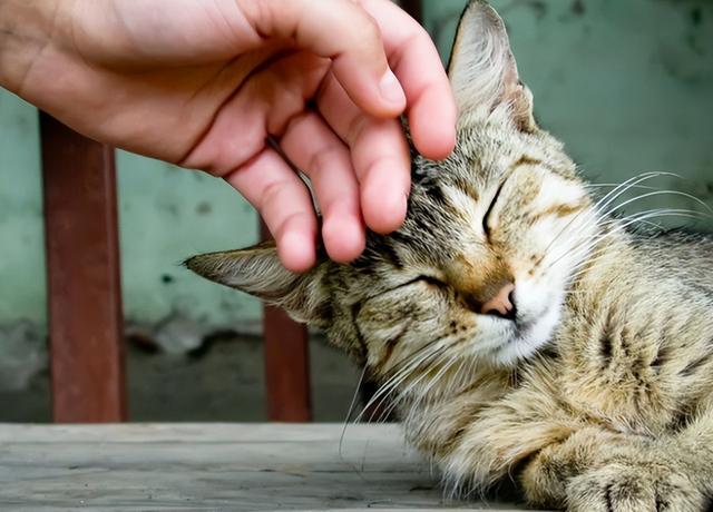 流浪猫围着我转圈蹭腿竖着尾巴(流浪猫围着我转圈蹭腿什么意思)